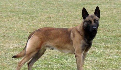 了解高狼犬——一种忠诚而勇敢的狗类（探索高狼犬的品种特点与培养方法）