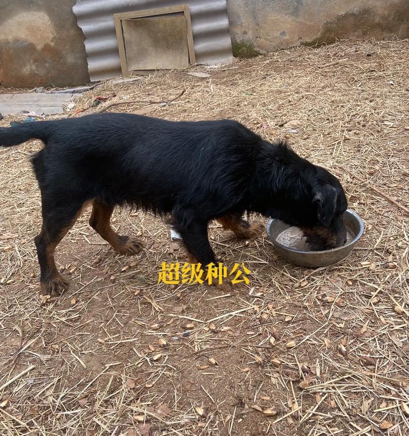 狗狗身上黑色素沉淀的原因和处理方法（了解狗狗身上黑色素沉淀是什么以及如何有效处理）