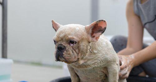 法国斗牛犬洗澡的正确方式（保持宠物健康与清洁的关键）