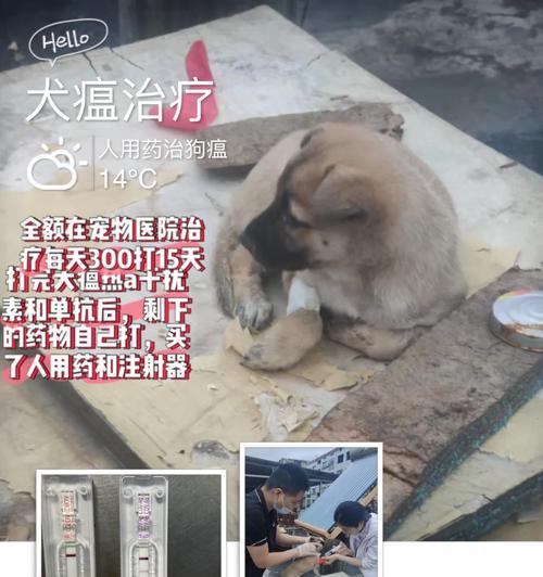 狗瘟狗的饮食指南（保持营养均衡，增强康复力）