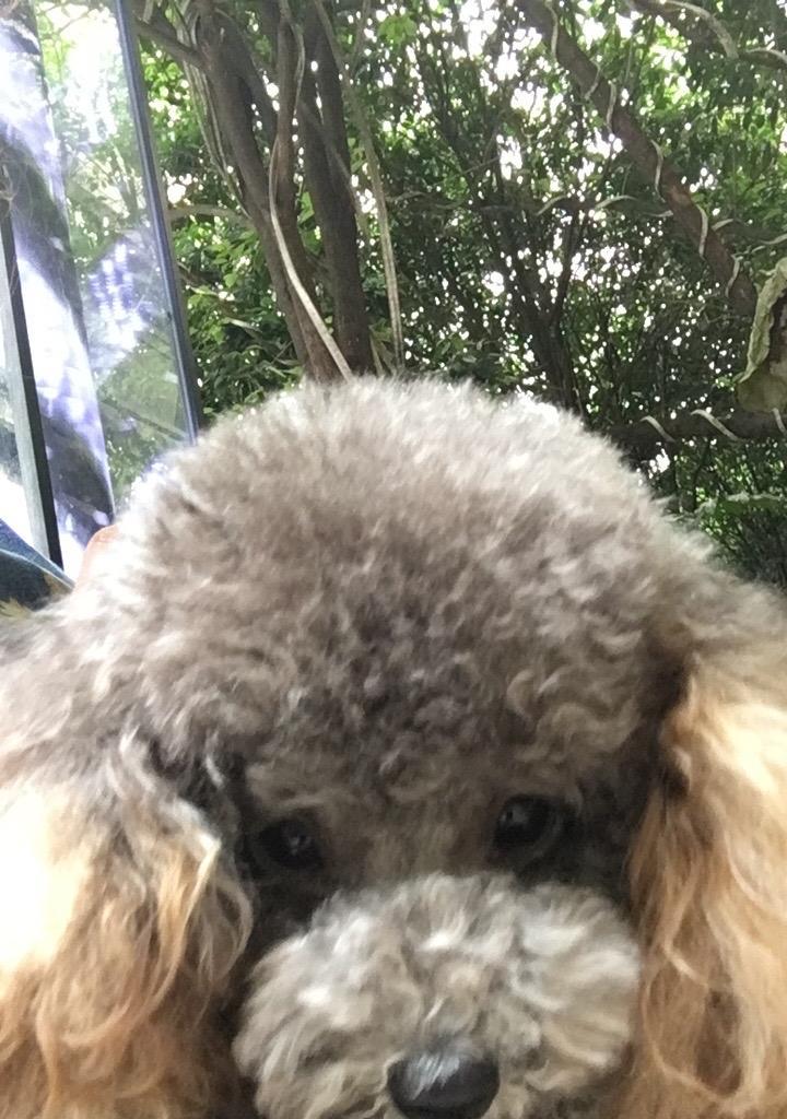 泰迪狗最佳配种搭档剖析（与贵宾犬交配是提高泰迪狗品质的最佳选择）
