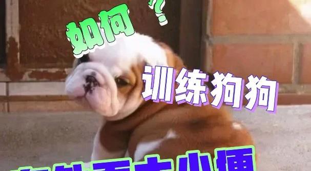 为什么狗狗喜欢在外面大便？（探索狗狗行为背后的原因）
