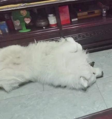 揭秘狗狗最害怕的声音（狗狗心灵深处的恐惧之音）