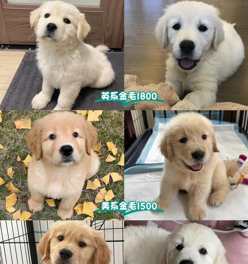 长不大的金毛——探秘迷人的巨型金毛犬（探寻巨型金毛犬的起源、特点和养护）