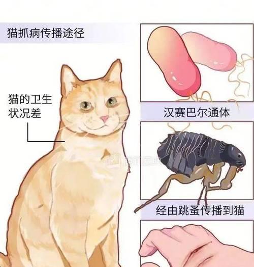 宠物猫为何容易生病？（探究宠物猫健康问题的关键因素）