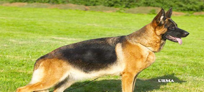 选择最佳犬种抓野猪的关键因素（为什么需要选择合适的犬种以抓野猪？）