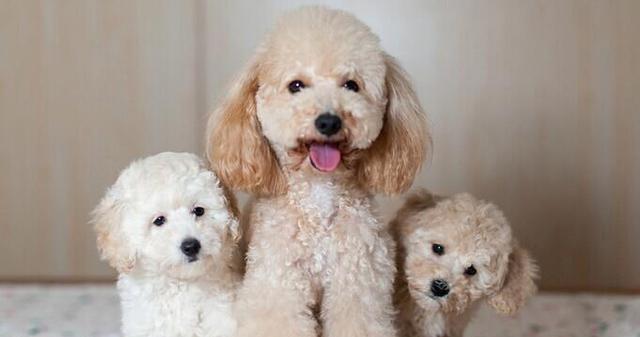 半岁的泰迪可以食用的水果有哪些？（泰迪犬的健康饮食需求与水果选择）