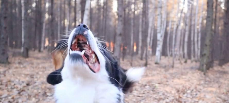 以拉布拉多犬为主题的低破坏性宠物选择（选择理想宠物伴侣的关键是了解其破坏性特点）