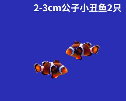 以小丑鱼为主题的混养指南（小丑鱼与珊瑚礁鱼的完美共生）