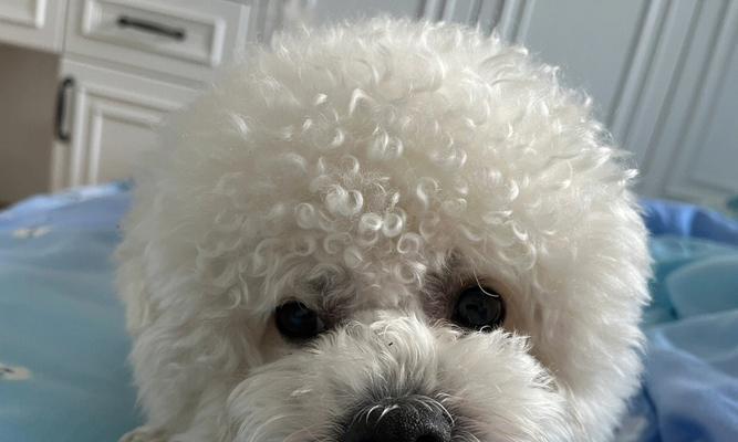 卷毛比雄犬的丰富多彩之美（探索卷毛比雄犬的颜色世界）