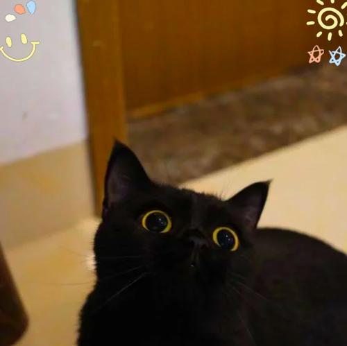 探索猫咳嗽的原因与治疗方法（揭秘猫咳嗽的隐忧及保健策略）