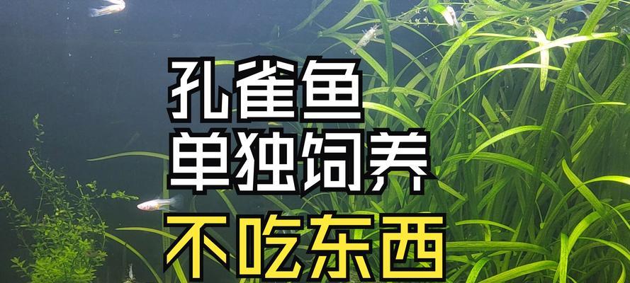 孔雀鱼的食谱和喜好——探秘它们的美食世界（了解孔雀鱼的食性及其对食物的偏好）
