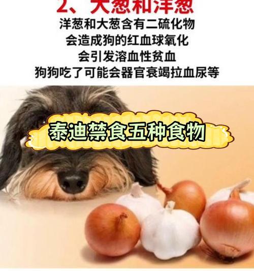 狗狗的必备用品与注意事项（为你的宠物狗狗提供全面关爱与舒适生活）