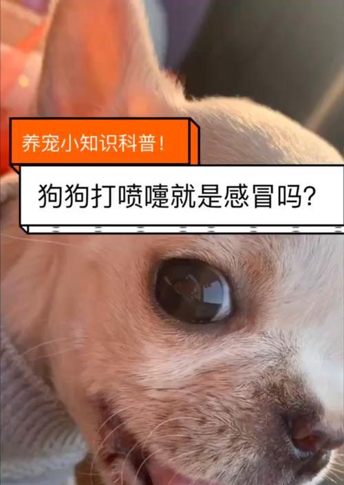 缓解狗狗牙齿痛的有效药物（快速缓解狗狗牙齿痛的药物及使用方法）