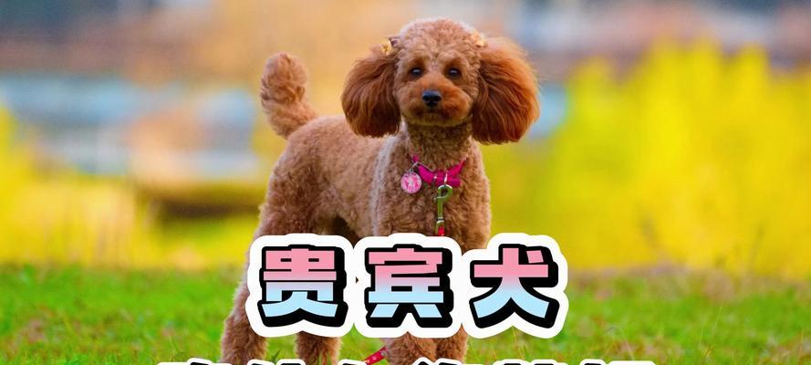 贵宾的意义与特征（探寻贵宾在不同领域的价值和作用）