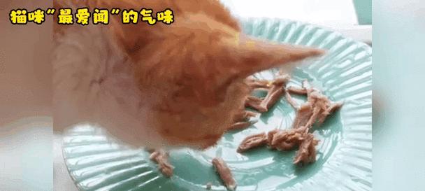 猫为何喜欢闻别人脸？（探寻猫咪行为中的神秘原因）