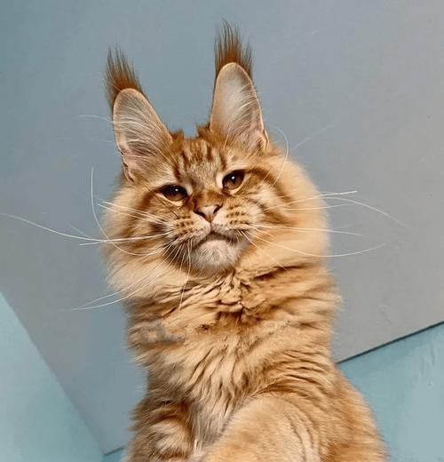 猫咬人的原因及预防方法（为什么猫不咬人？如何避免猫咬人的情况发生？）