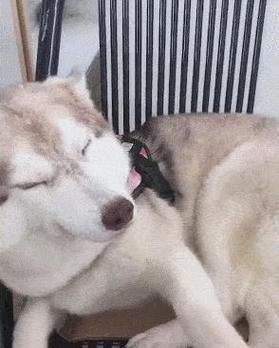 狗抱着腿的含义与解读（探究狗狗抱着主人腿的行为背后的含义）