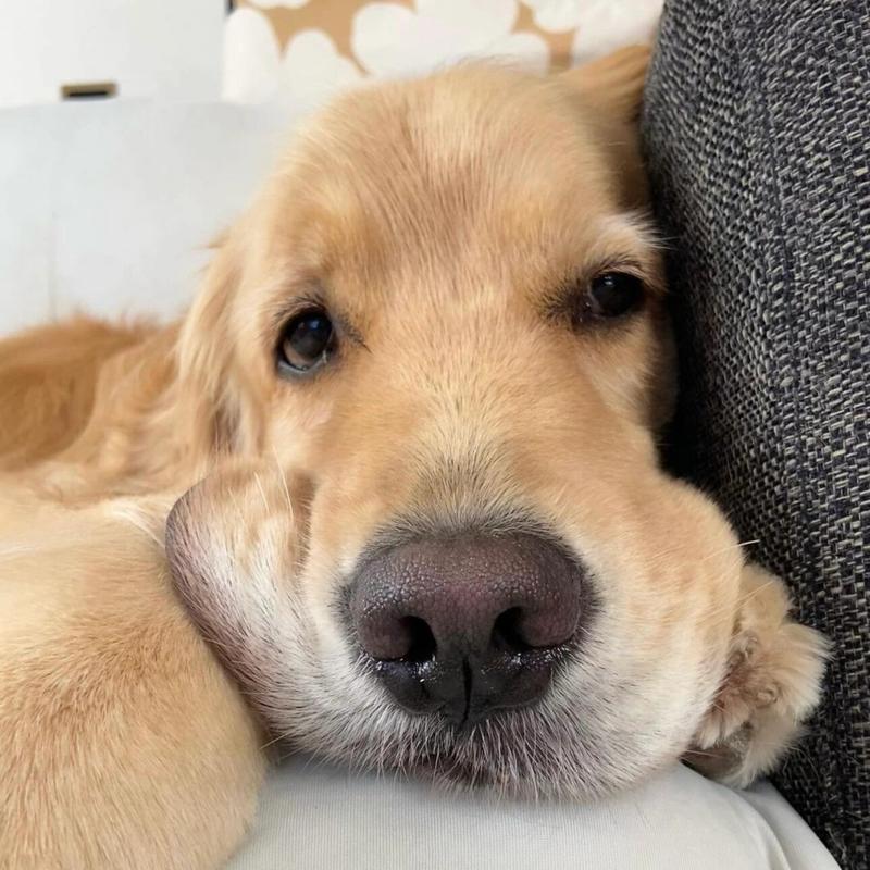 金毛犬（探索金毛犬的体型特点与养护要点）