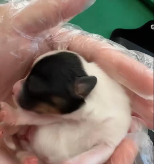 狗要生了是什么样子的？（探索狗的孕期和分娩过程）
