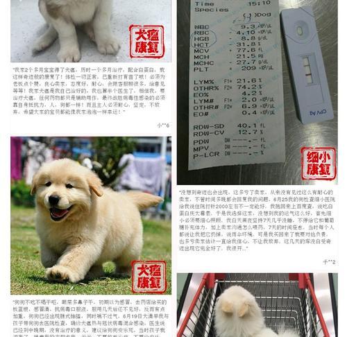 狗狗吐了怎么办？教你正确选择药物（快速缓解狗狗吐的最佳药物及方法）