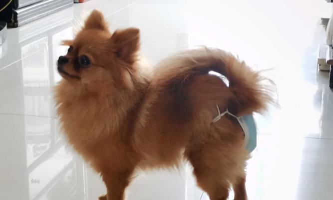 母狗月经的特征和变化（了解母狗月经对繁殖管理的重要性）