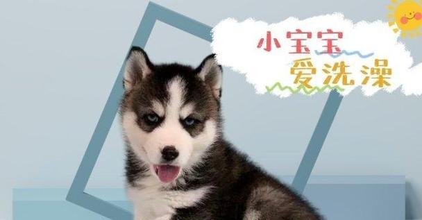 哈士奇洗澡的注意事项（保持宠物狗干净健康，正确洗澡方式分享）