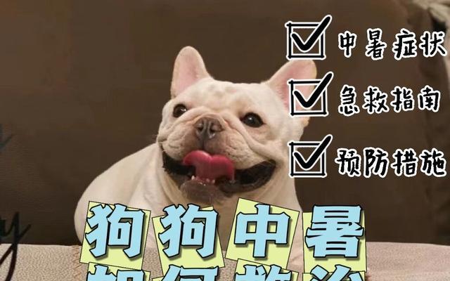 狗狗中暑了该吃什么药？（防止狗狗中暑的关键措施和药物治疗方案）