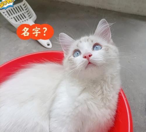 小猫的可爱名字怎么取？（为你的小猫起个与众不同的名字）