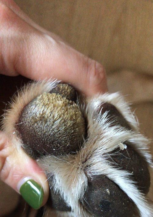 探究狗脚被割破的原因及预防方法（揭秘狗脚受伤的隐患，让你的宠物远离伤害）