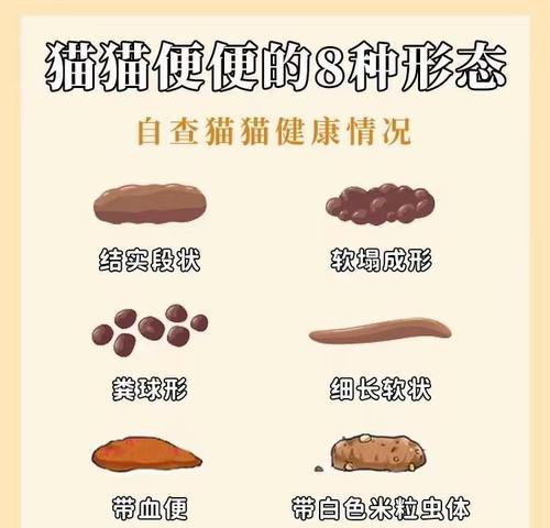 解读猫粪便的外观与健康状况（揭秘猫粪便的奥秘，了解猫咪健康一细胞）