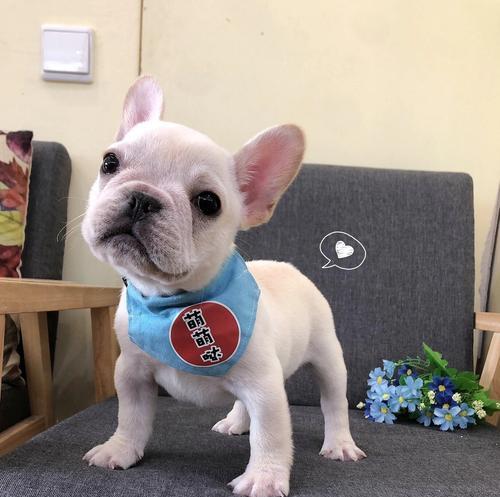 给法牛犬取名，让它与众不同（15个与法牛犬特点相关的创意名字及其含义）