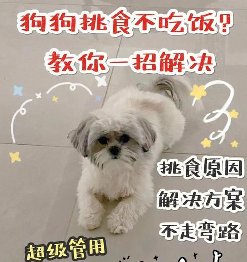 如何处理以萨摩耶幼犬的吃食问题（以萨摩耶幼犬不挑食的原因及解决方法）