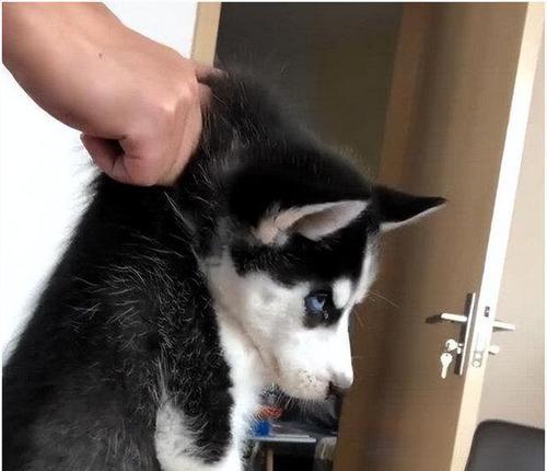 狗狗心理（揭开狗狗内心的颜色恐惧症状）
