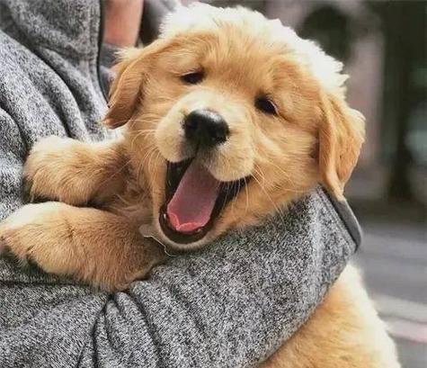 《犬语心曲》（以狗名叫什么好听—探索狗名的艺术与哲学）