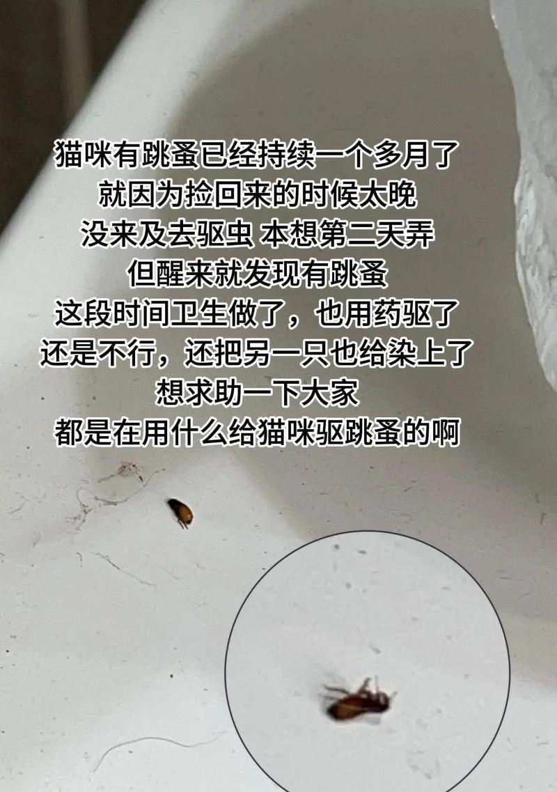 小猫何时开始驱虫免疫？（关于小猫驱虫的重要事项和时间安排）
