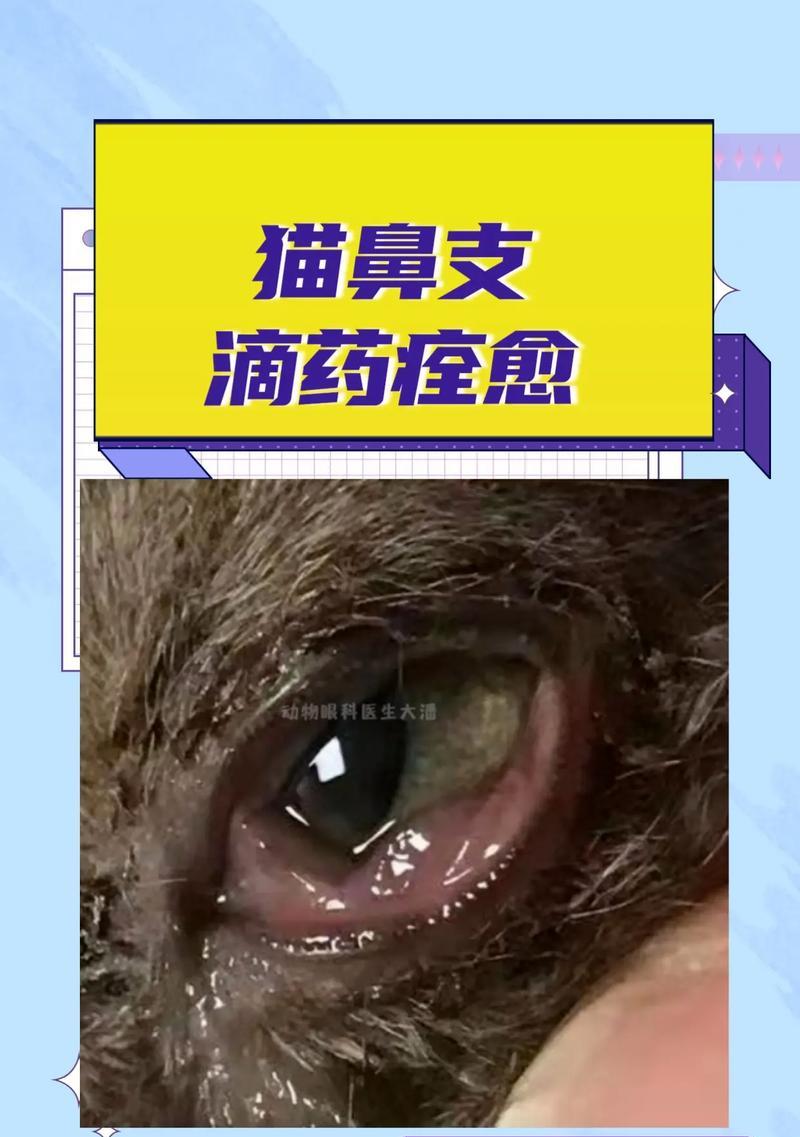 探索小猫眼睛变色之谜（小猫眼睛为何会变色？眼睛变色的原因是什么？）