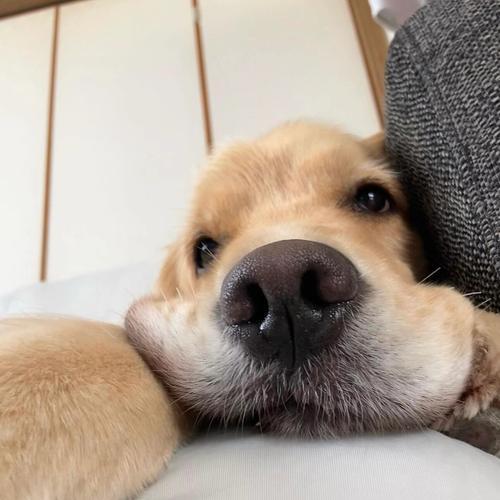 探寻金毛犬的名字之谜（金毛犬，你的名字是什么？）