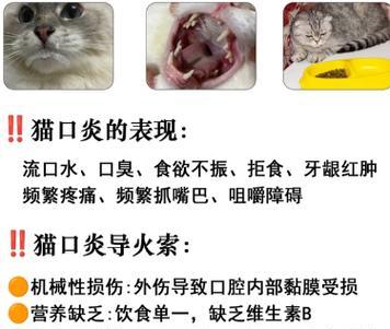猫咪为何容易生病？（探究猫咪健康的关键因素）