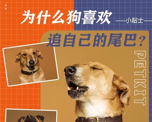 金毛狗换牙期间的饮食指南（如何帮助金毛狗换牙时保持健康的饮食）