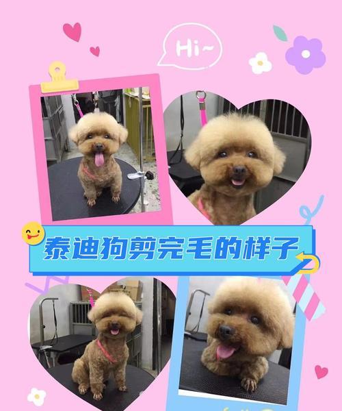 探讨泰迪犬皮肤的最佳颜色选择（如何选择适合泰迪犬的皮肤颜色）