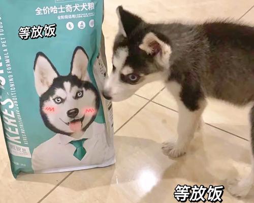 哈士奇常用药物指南（了解哈士奇常用药物及用途，确保宠物健康）