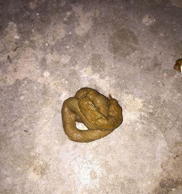 金毛为什么总是拉肚子？（探究金毛犬拉肚子的原因及解决方法）