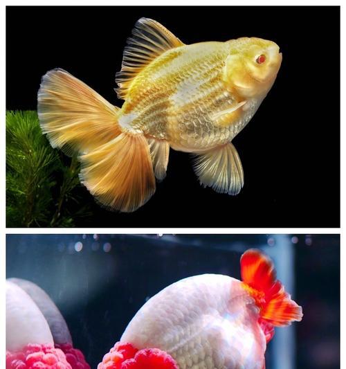 探寻最佳金鱼品种的奥秘（从优雅姿态到丰富色彩，揭示最具魅力的金鱼品种）