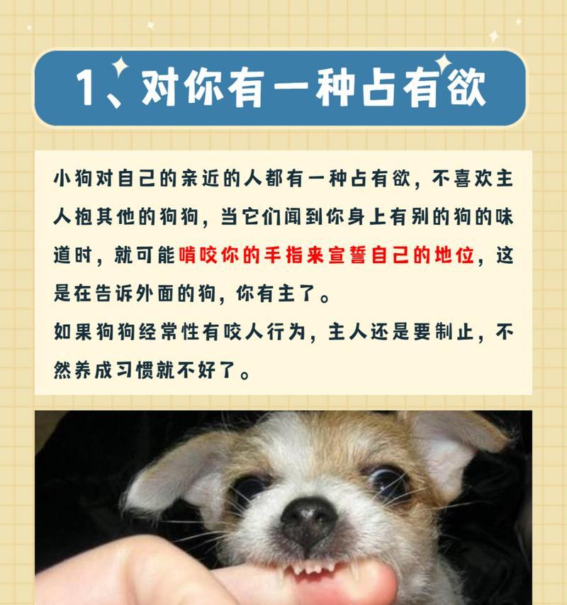 如何解决狗狗咬东西的问题（有效的方法让你的爱犬远离咬东西的行为）