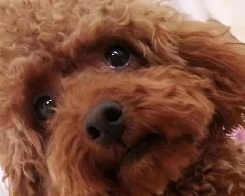 泰迪小狗没有奶吃怎么办？（为你的泰迪宝宝提供适当的营养补充）