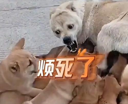 选择适合看护孩子的狗的重要性（如何选择适合看护孩子的狗，以确保孩子的安全与幸福）