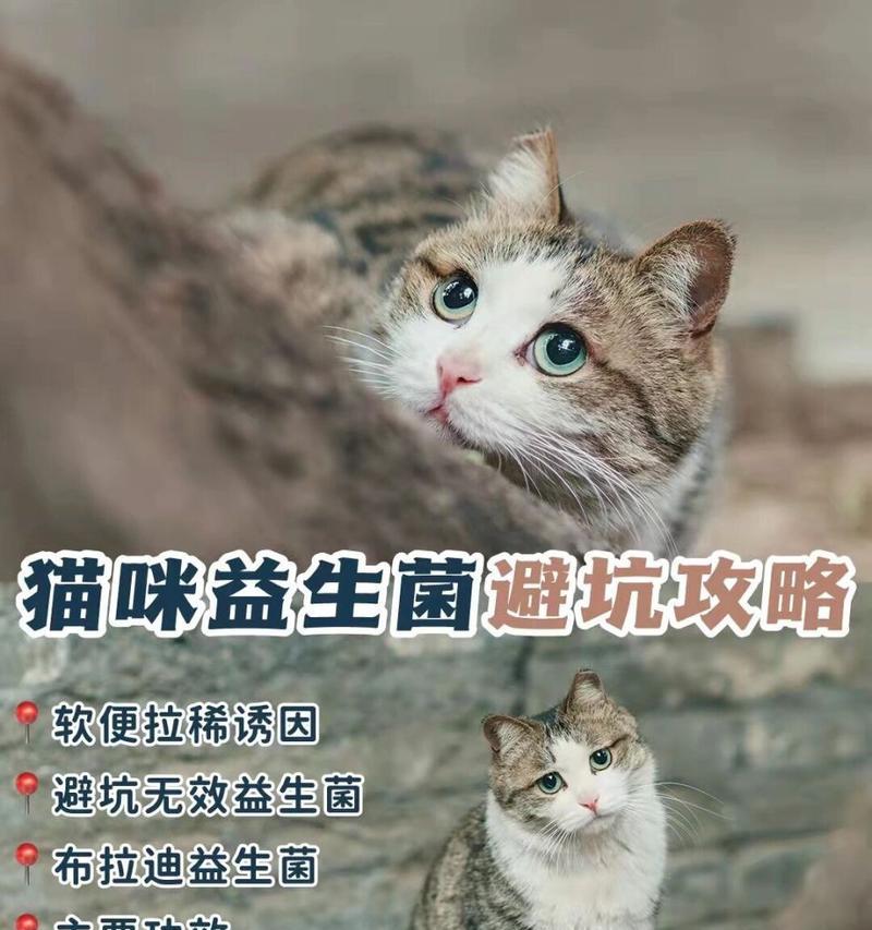 猫咪拉稀脱水的原因及应对方法（探究猫咪拉稀脱水的常见原因，了解相应的应对方法）