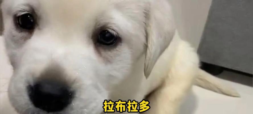 拉不拉多犬的理想狗粮选择（为您的拉不拉多犬提供健康与营养的饮食）
