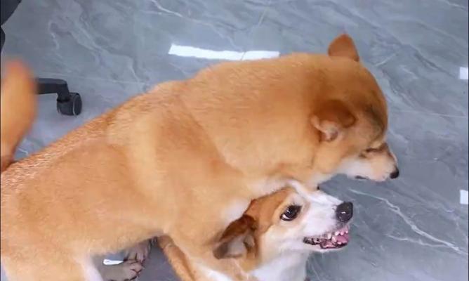 狗狗为何喜欢咬东西？（探究狗狗咬东西的原因及解决方法）